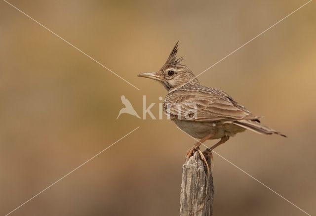 Kuifleeuwerik (Galerida cristata)