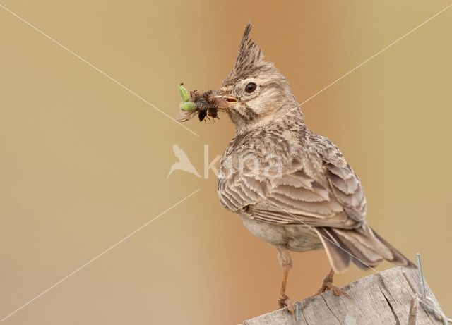 Crested Lark (Galerida cristata)