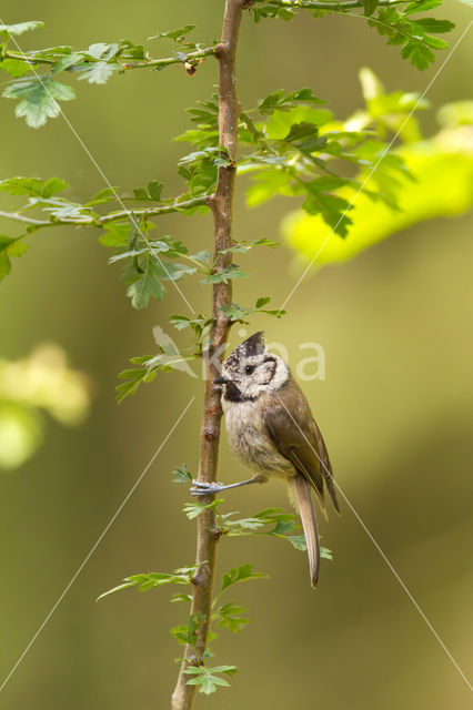 Kuifmees (Parus cristatus)