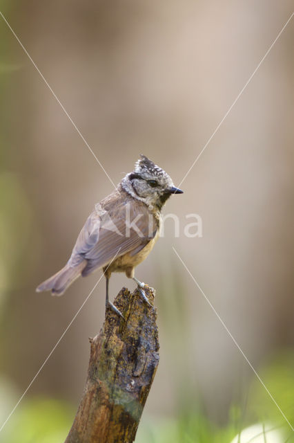 Kuifmees (Parus cristatus)