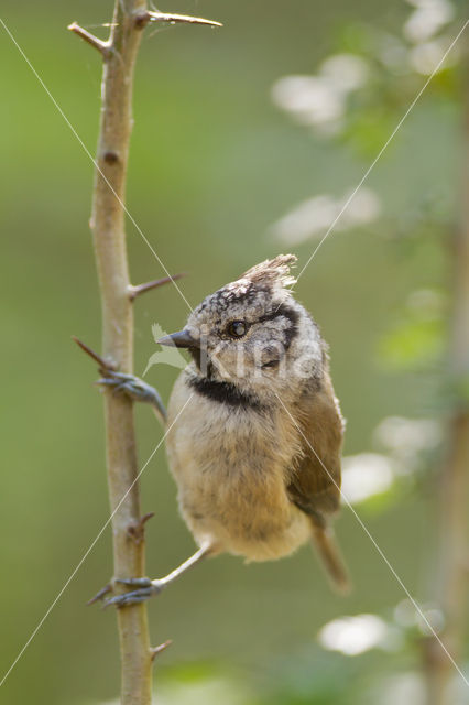 Kuifmees (Parus cristatus)