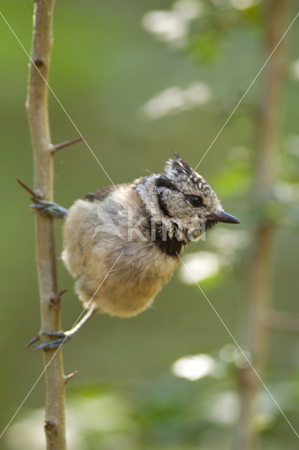 Kuifmees (Parus cristatus)