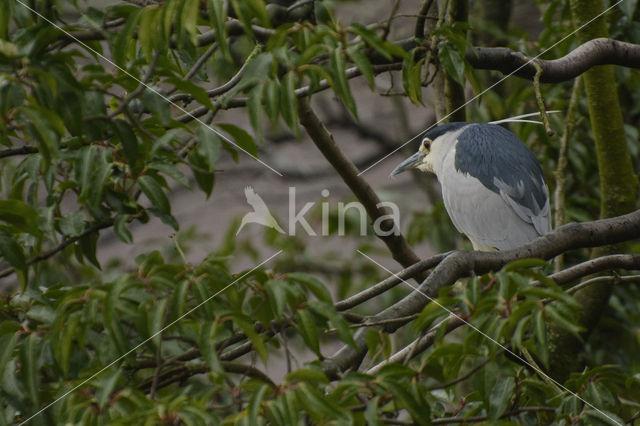 Night Heron (Nycticorax nycticorax)