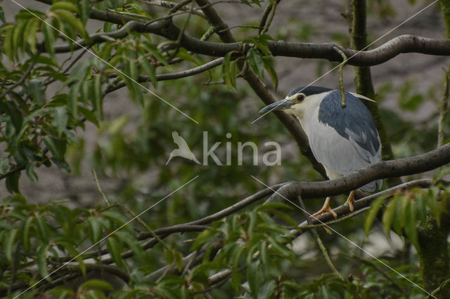 Night Heron (Nycticorax nycticorax)