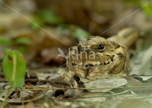 Long-tailed nightjar (Caprimulgus climacurus)