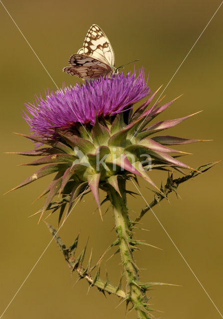 Lesbian Marbled White (Melanargia larissa lesbina)