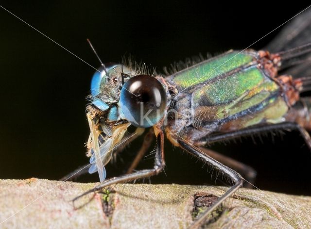 Lestes sp.