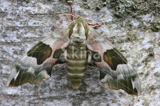 Lime Hawk-moth (Mimas tiliae)