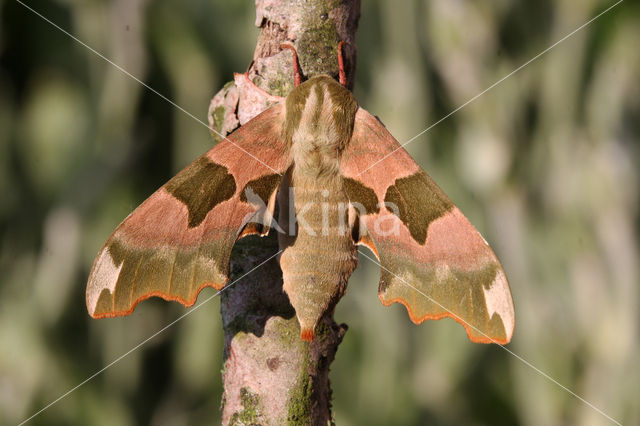 Lime Hawk-moth (Mimas tiliae)