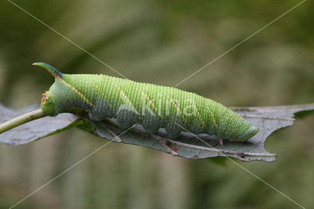 Lime Hawk-moth (Mimas tiliae)