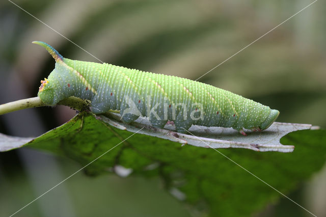 Lime Hawk-moth (Mimas tiliae)