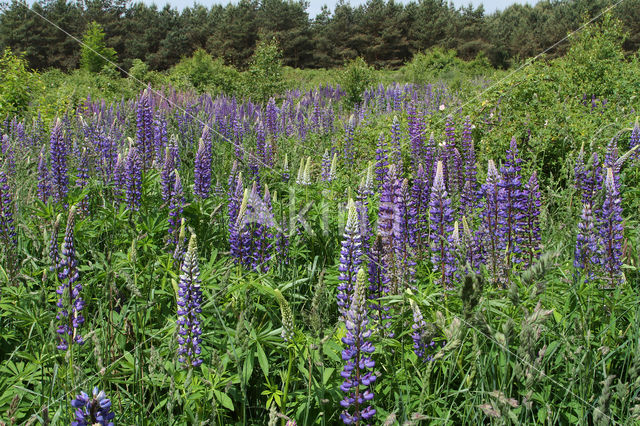 Lupine (Lupinus spec.)