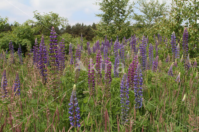 Lupine (Lupinus spec.)