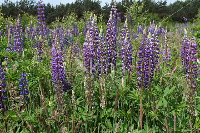 Lupine (Lupinus spec.)