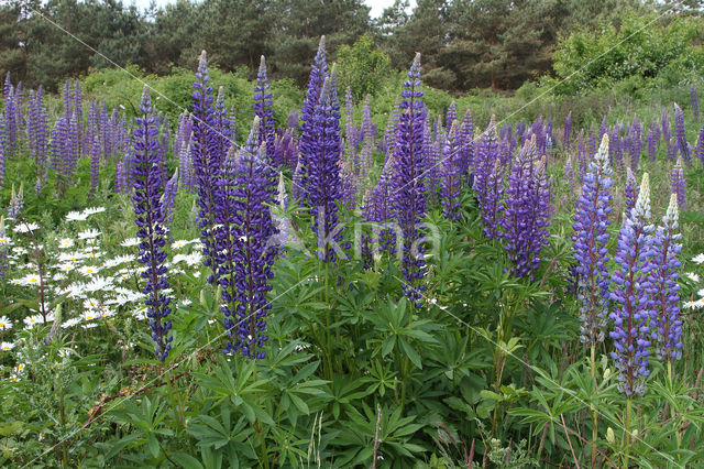 Lupine (Lupinus spec.)