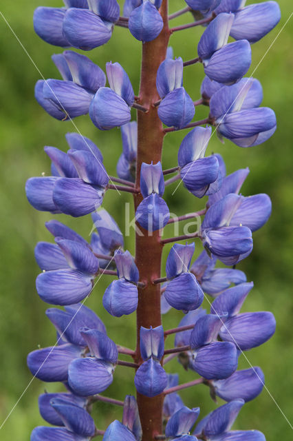 Lupine (Lupinus spec.)