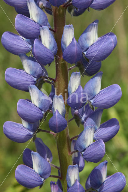 Lupine (Lupinus spec.)