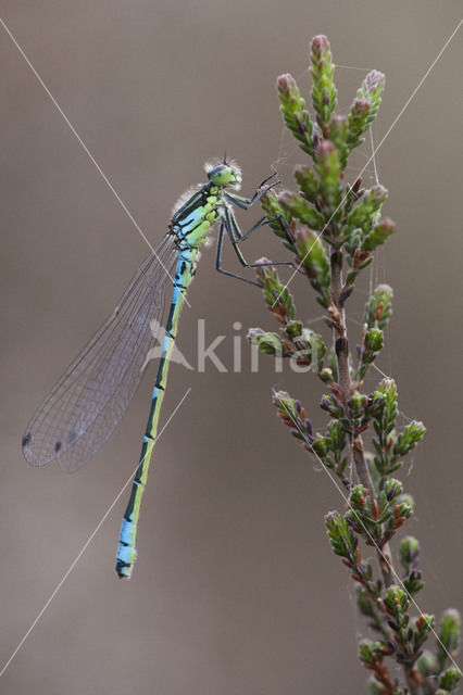 Maanwaterjuffer (Coenagrion lunulatum)