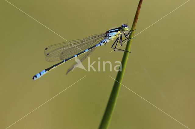 Irish Damselfly (Coenagrion lunulatum)