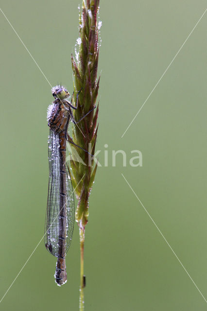 Maanwaterjuffer (Coenagrion lunulatum)