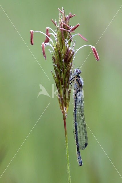 Irish Damselfly (Coenagrion lunulatum)