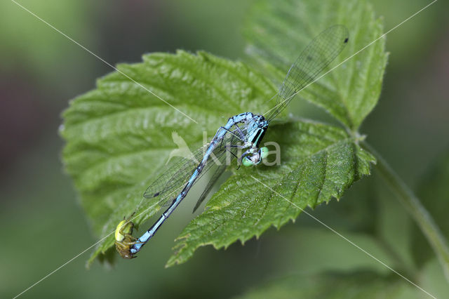 Maanwaterjuffer (Coenagrion lunulatum)