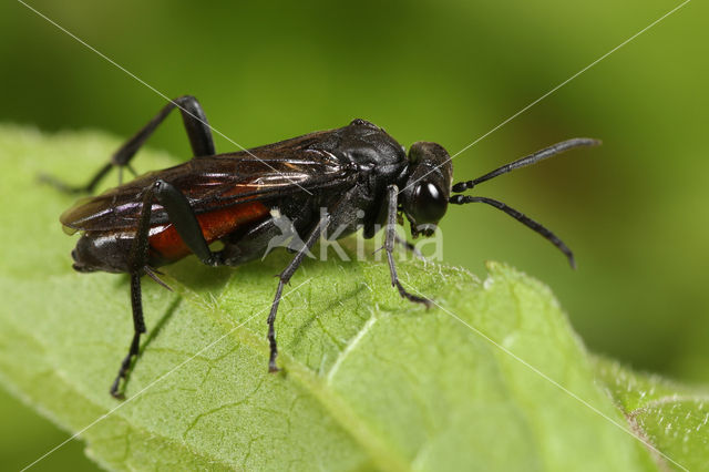 Macrophya annulata