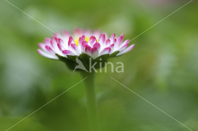 Madeliefje (Bellis perennis)