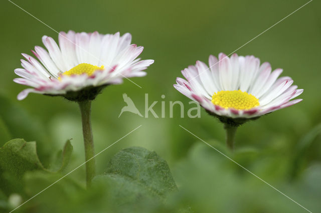 Madeliefje (Bellis perennis)