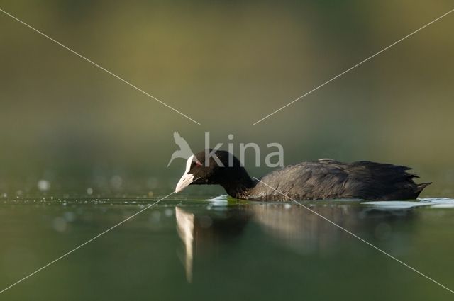 Meerkoet (Fulica atra)