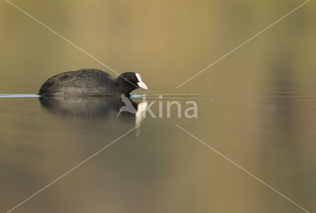 Meerkoet (Fulica atra)