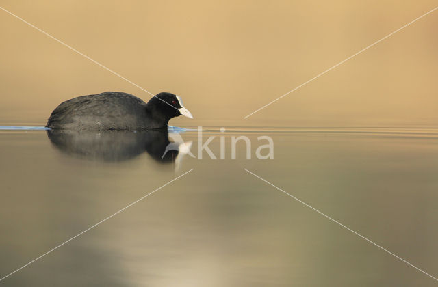 Meerkoet (Fulica atra)