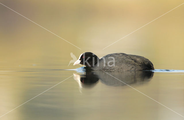 Meerkoet (Fulica atra)