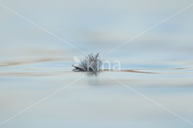 Common Coot (Fulica atra)
