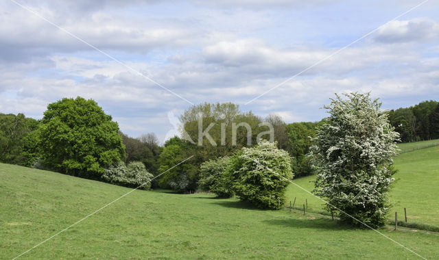 Hawthorn (Crataegus)