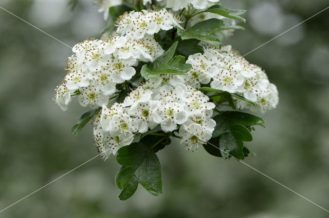 Hawthorn (Crataegus)