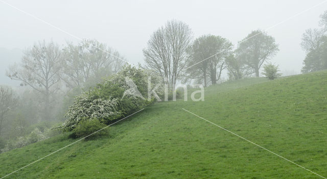 Hawthorn (Crataegus)