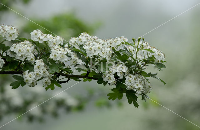 Hawthorn (Crataegus)