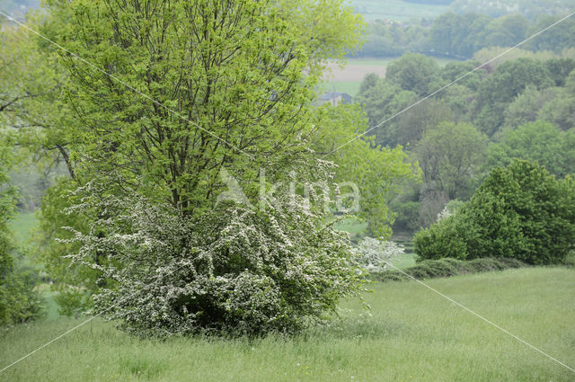 Hawthorn (Crataegus)