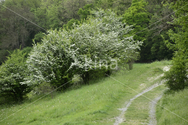 Hawthorn (Crataegus)