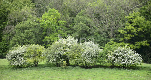 Hawthorn (Crataegus)