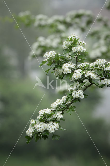 Hawthorn (Crataegus)