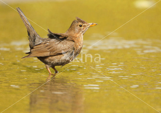 Eurasian Blackbird (Turdus merula)