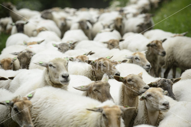 sheep (Ovis domesticus)