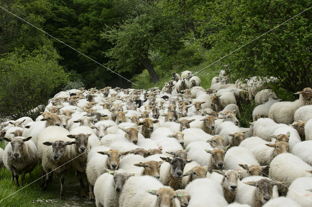 Mergellandschaap (Ovis domesticus)