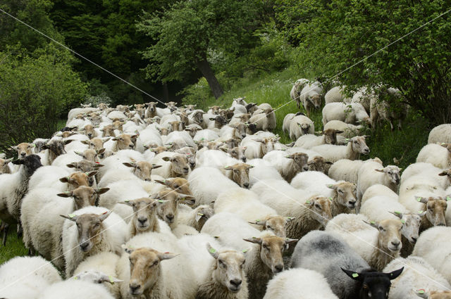 Mergellandschaap (Ovis domesticus)