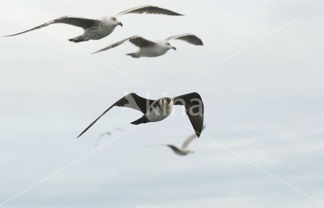Pomarine Jaeger (Stercorarius pomarinus)