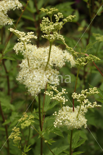 Moerasspirea (Filipendula ulmaria)