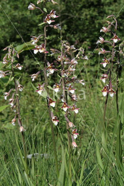 Moeraswespenorchis (Epipactis palustris)