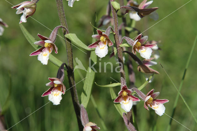 Moeraswespenorchis (Epipactis palustris)